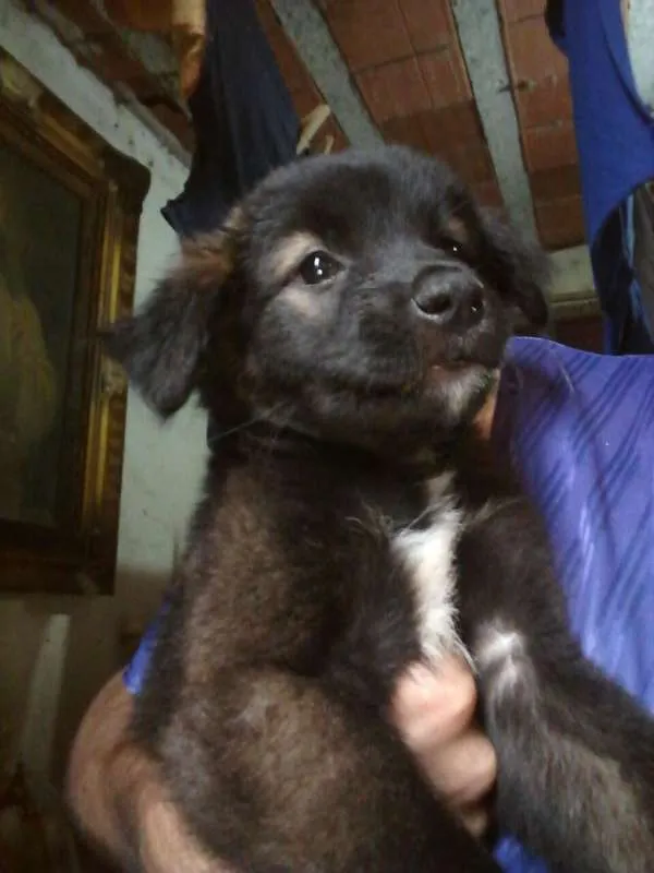 Cachorro ra a SDR idade 2 a 6 meses nome MILKA