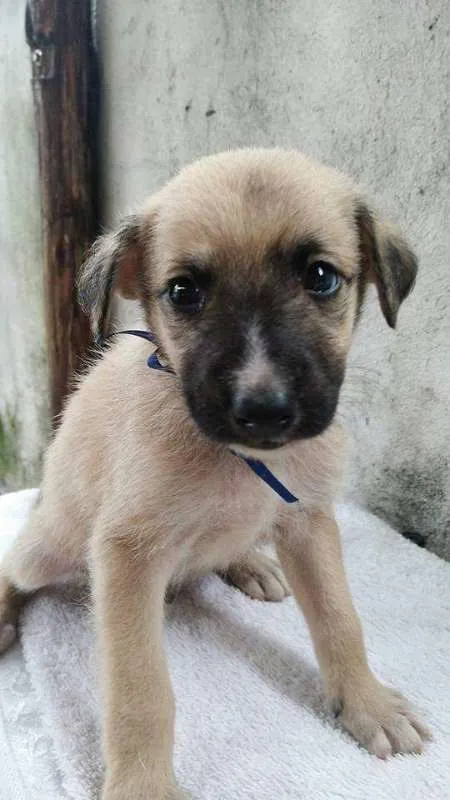 Cachorro ra a SDR idade 2 a 6 meses nome ???