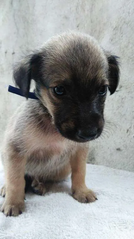 Cachorro ra a SDR idade 2 a 6 meses nome ???