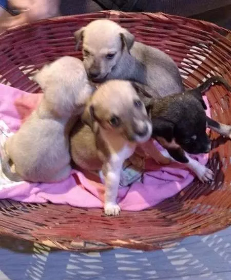 Cachorro ra a desconhecida idade Abaixo de 2 meses nome Filhotes