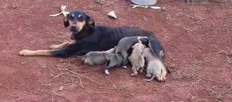 Cachorro ra a desconhecida idade Abaixo de 2 meses nome Filhotes