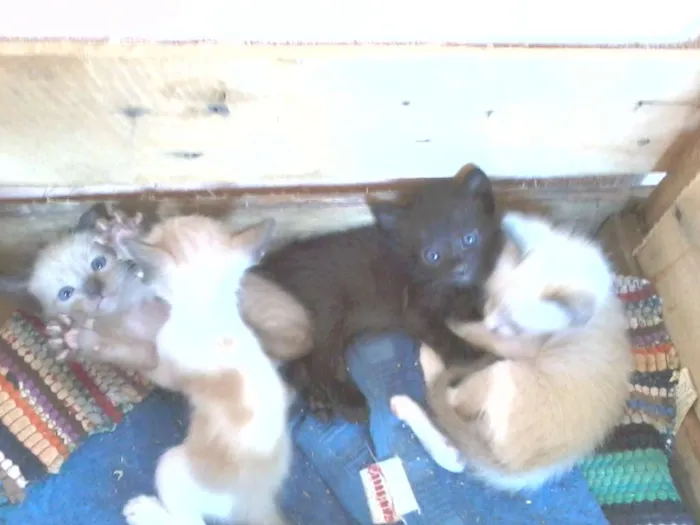 Gato raça indefinida idade Abaixo de 2 meses nome gatinhos