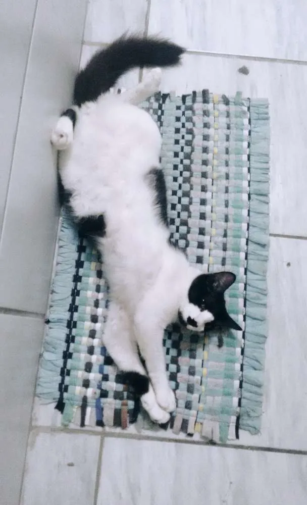 Gato raça  idade 7 a 11 meses nome Dudu