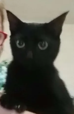 Gato raça Srd idade 2 a 6 meses nome Marie