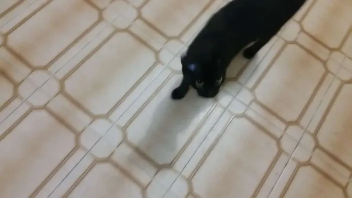 Gato ra a Srd idade 2 a 6 meses nome Marie