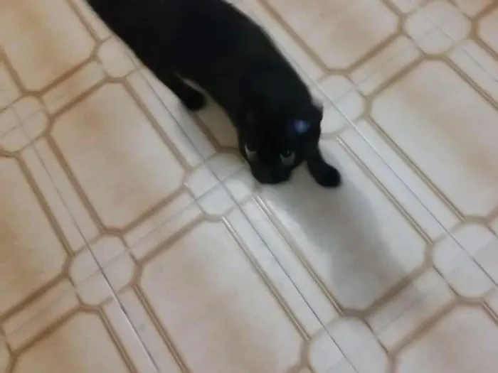 Gato ra a Srd idade 2 a 6 meses nome Marie