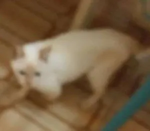 Gato raça Srd idade 2 a 6 meses nome Cocada