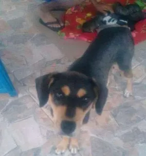 Cachorro raça Não há idade 3 anos nome Não há