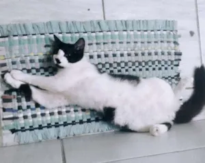 Gato raça  idade 7 a 11 meses nome Dudu