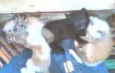 gatinhos