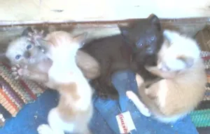 Gato raça indefinida idade Abaixo de 2 meses nome gatinhos