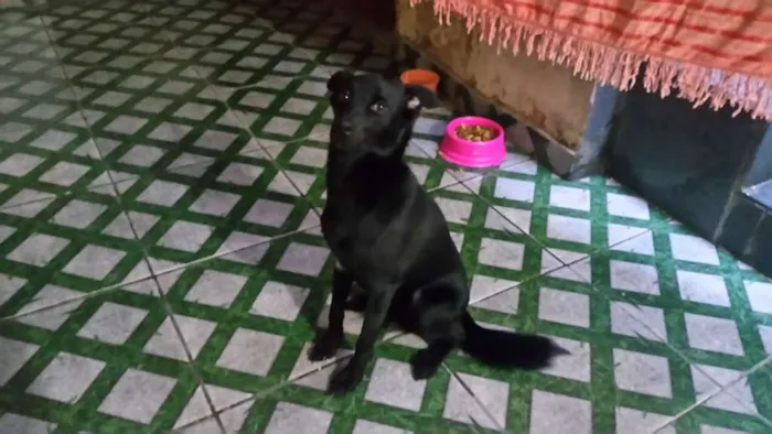 Cachorro ra a Srd idade 1 ano nome Fred Duende