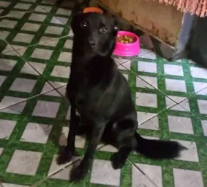 Cachorro raça Srd idade 1 ano nome Fred Duende