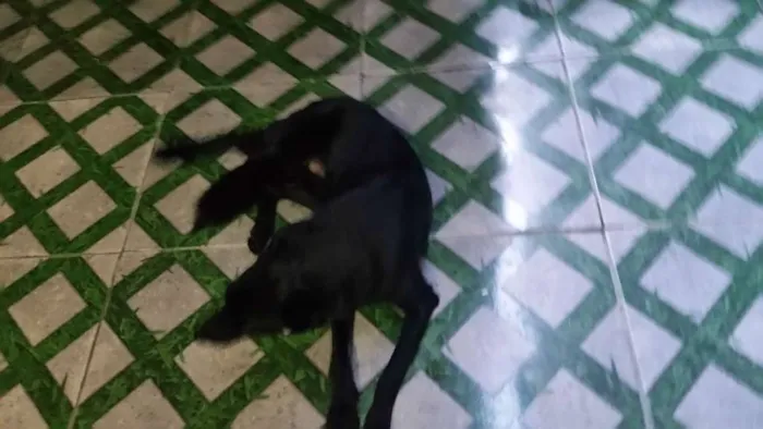 Cachorro ra a Srd idade 1 ano nome Fred Duende