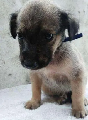 Cachorro raça SDR idade 2 a 6 meses nome ???