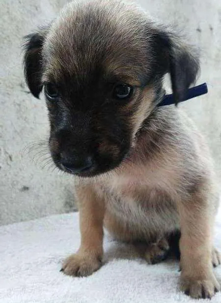 Cachorro ra a SDR idade 2 a 6 meses nome ???