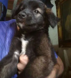 Cachorro raça SDR idade 2 a 6 meses nome MILKA