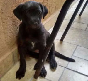 Cachorro raça SRD idade Abaixo de 2 meses nome "sem nomes"
