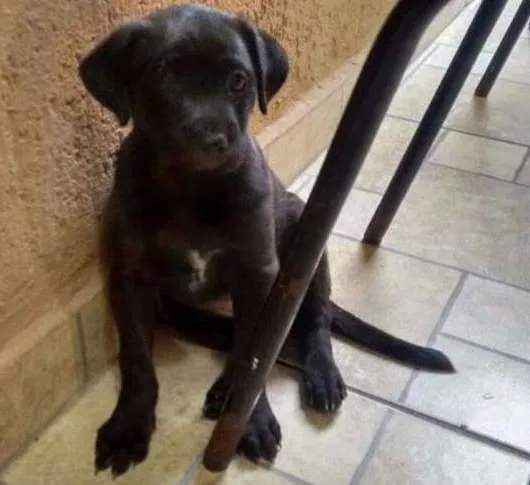 Cachorro ra a SRD idade Abaixo de 2 meses nome "sem nomes"