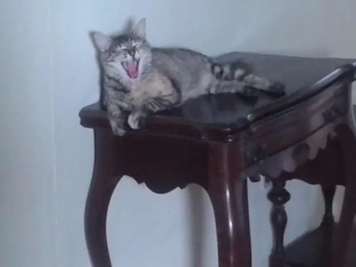 Gato ra a SRD idade 2 anos nome Curu