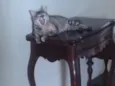 Curu