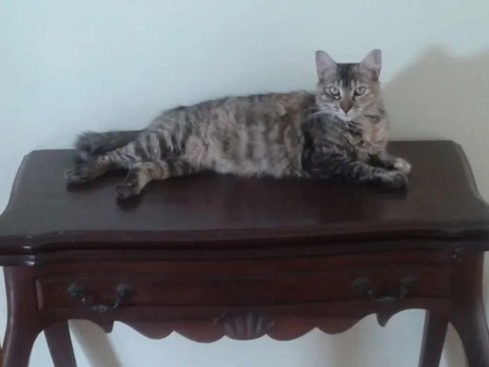 Gato ra a SRD idade 2 anos nome Curu