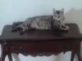 Curu