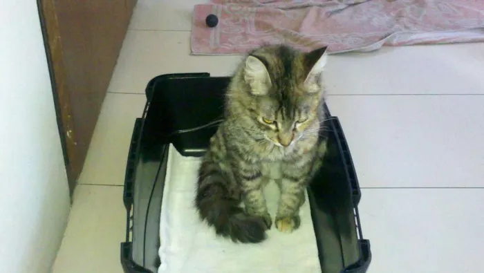 Gato ra a SRD idade 2 anos nome Curu