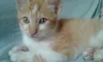 Oliver