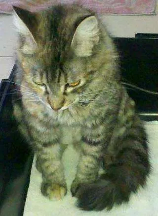 Gato ra a SRD idade 2 anos nome Curu