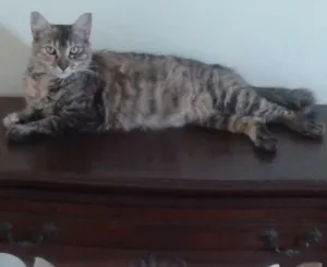 Gato raça SRD idade 2 anos nome Curu