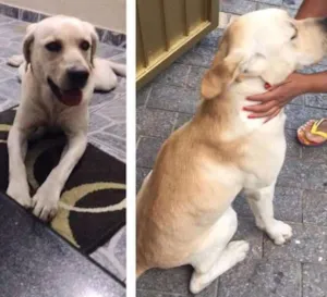Cachorro raça Labrador  idade 7 a 11 meses nome Heitor