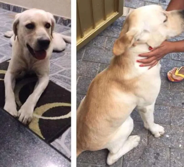 Cachorro ra a Labrador  idade 7 a 11 meses nome Heitor