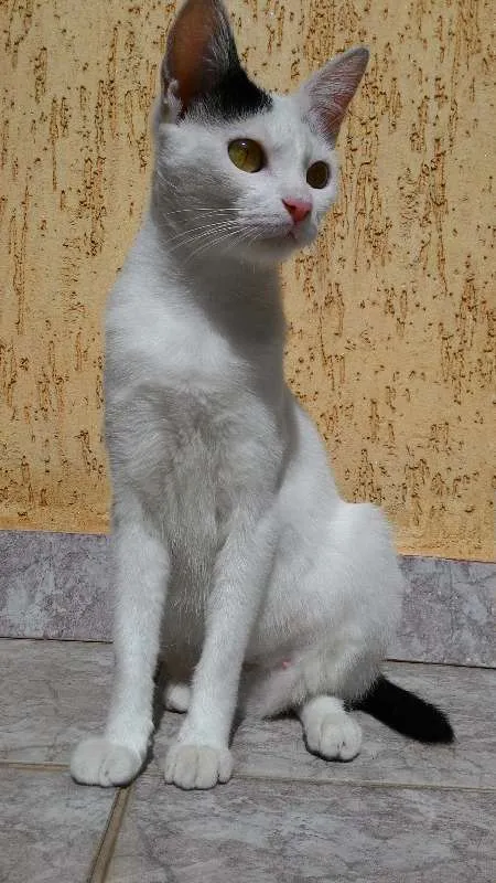 Gato ra a SRD idade 7 a 11 meses nome Sem Nome