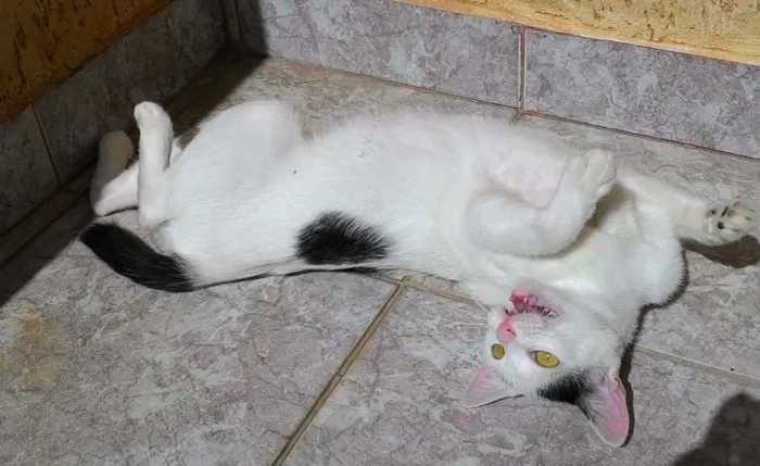 Gato ra a SRD idade 7 a 11 meses nome Sem Nome
