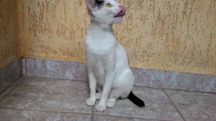 Gato ra a SRD idade 7 a 11 meses nome Sem Nome