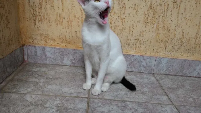 Gato ra a SRD idade 7 a 11 meses nome Sem Nome