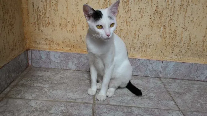 Gato ra a SRD idade 7 a 11 meses nome Sem Nome