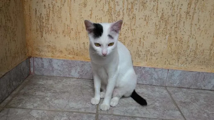Gato ra a SRD idade 7 a 11 meses nome Sem Nome