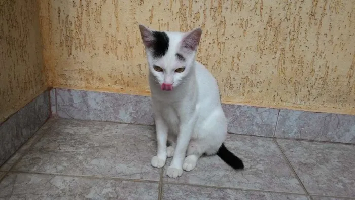 Gato ra a SRD idade 7 a 11 meses nome Sem Nome