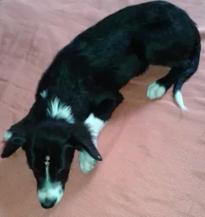 Cachorro raça Mestiça-Vira Lata idade 2 a 6 meses nome Cissa