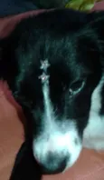 Cissa