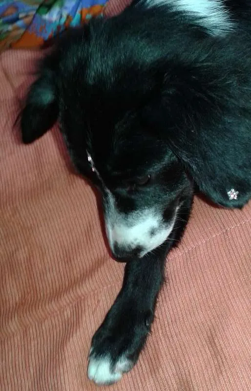 Cachorro raça Mestiça-Vira Lata idade 2 a 6 meses nome Cissa