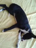 Cissa