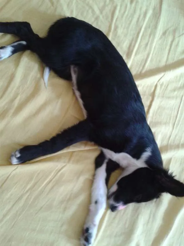 Cachorro raça Mestiça-Vira Lata idade 2 a 6 meses nome Cissa