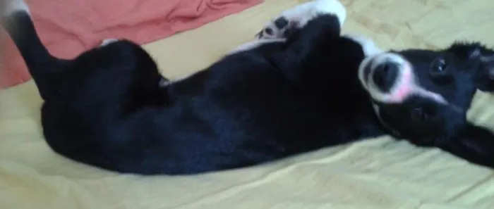 Cachorro raça Mestiça-Vira Lata idade 2 a 6 meses nome Cissa