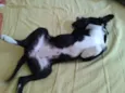 Cissa