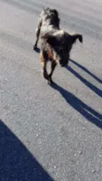 tobi