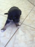 Cães