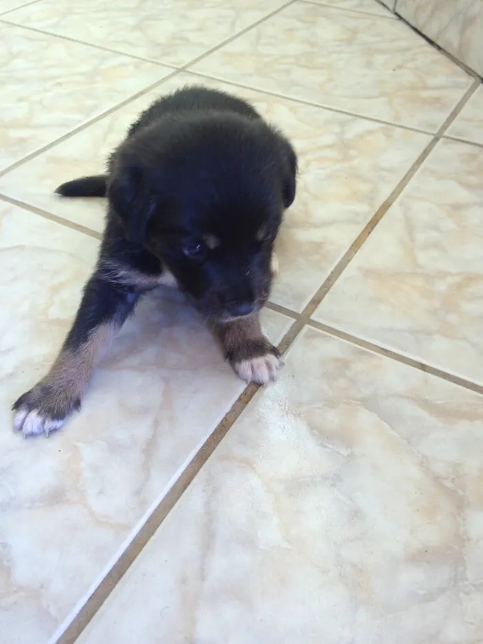 Cachorro raça Vira latas idade Abaixo de 2 meses nome Cães